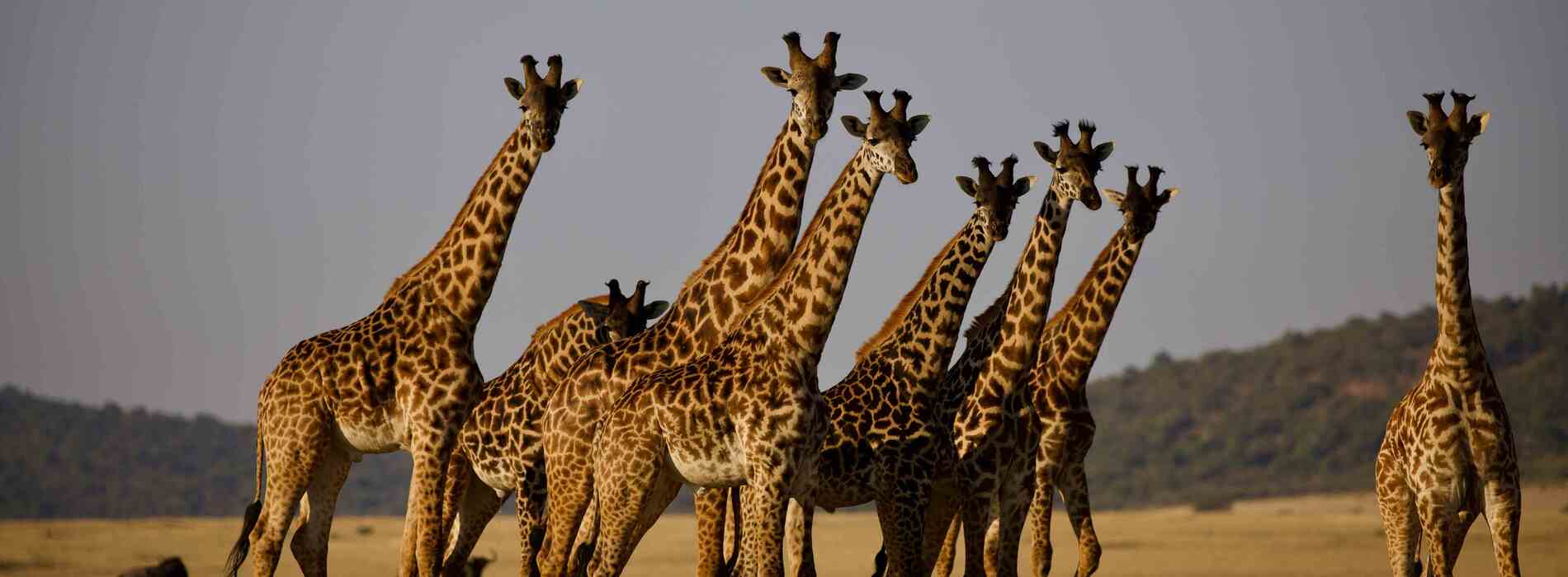 tanzania